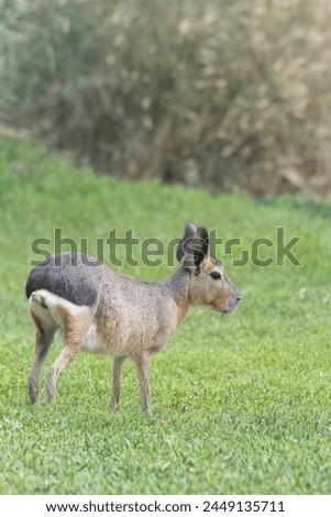 Patagonian Mara rodent herbivorous mammal Royalty-Free Stock Photo #2449135711
