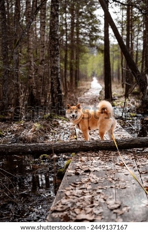 Red shiba inu dogis walking on a wooden trail on the bog in Latvia Royalty-Free Stock Photo #2449137167
