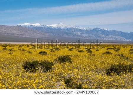 The wildflowers in Panamint Valley, part of Death Valley National Park, have exploded after a wet winter.  Royalty-Free Stock Photo #2449139087