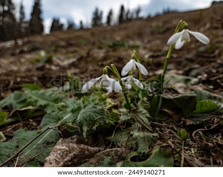 Snowdrops decorate the mountain landscape, and their delicate white flowers are a harbinger of spring. This spectacle demonstrates the resilience of nature and the timeless beauty of alpine ecosystems