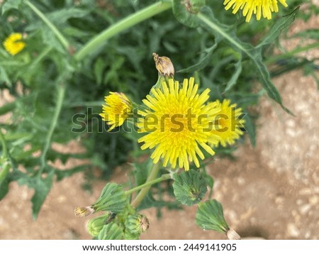 Green bud and yellow Sonchus asper flower on a blurry background Royalty-Free Stock Photo #2449141905