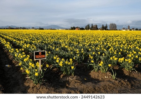 No Trespassing sign protecting a field full of bright yellow classic daffodils in full bloom, evening spring landscape
