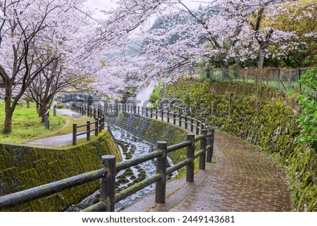 Footpath with pink cherry tree or sakura full blooming along cascading water at Okawachiyama village, Imari, Saga, Japan. Famous travel landmark for village of the Secret pottery kilns.