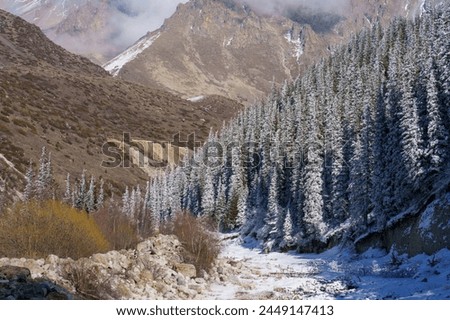 Mountain river frozen in a gorge surrounded by dense evergreen forest on a snow-dusted slope and high russet and beige mountains. rocky river bed. coniferous forest. Winter mountain landscape.