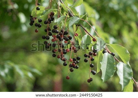 Prunus padus bird cherry hackberry tree branches with hanging black and red fruits, green leaves in autumn daylight, herbal berry medicine Royalty-Free Stock Photo #2449150425
