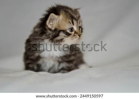 Siberian kitten black and white 23 days old