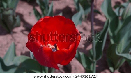 Floral beauty in bloom: Exploring the enchanting world of Sharon tulip aka Star tulip (Tulipa agenensis). Red tulip at the garden. Spring season