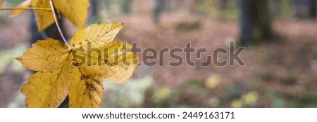 Yellow autumn leaf in the autumn forest, beautiful yellow autumn, autumn picture, stock photo