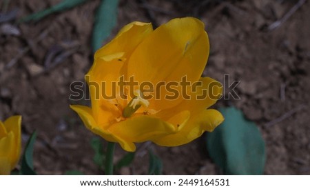 Regal floral splendor: Unveiling the majesty of Emperor tulip (Tulipa fosteriana) in yellow colour. A nice spring vision.