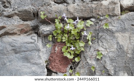 Trailing beauty: Exploring the charm of Ivy-Leaved toadflax (Cymbalaria muralis) in garden landscapes. Spring  season