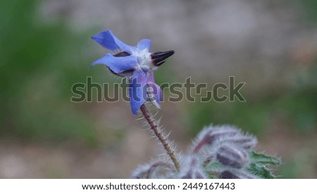 Starflower (Borago officinalis) blue petals colour in the garden. Spring season