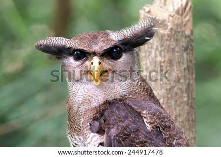 The barred eagle-owl (Bubo sumatranus), also called the Malay eagle-owl, is a species of owl in the Strigidae family. Royalty-Free Stock Photo #244917478