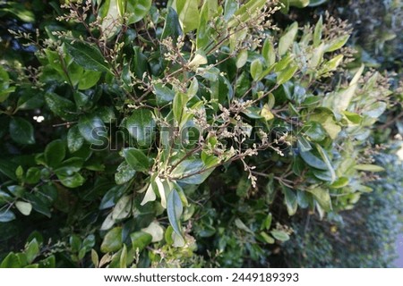 Scientific name Ligustrum japonicum and common name wax-leaf privet or Japanese privet