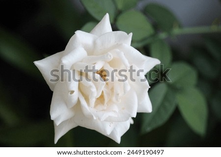close up of white roses with a blurred background, in front of the terrace of the house