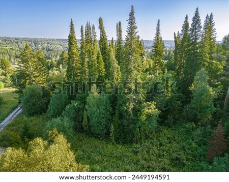taiga is a mixed forest of coniferous and deciduous trees typical of central Russia, drone view Royalty-Free Stock Photo #2449194591