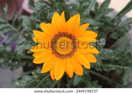 Gazania rigens. mesmerizing floral delight, boasting large, daisy-like blooms in a kaleidoscope of hues. fully bloomed african treasure flower