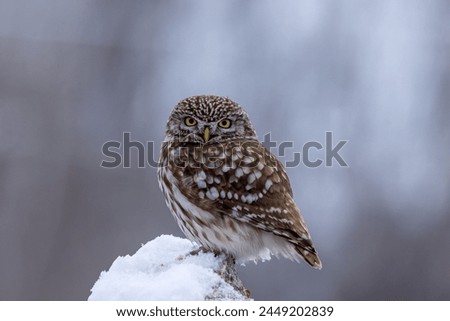 Little Owl on a Snowy Rock