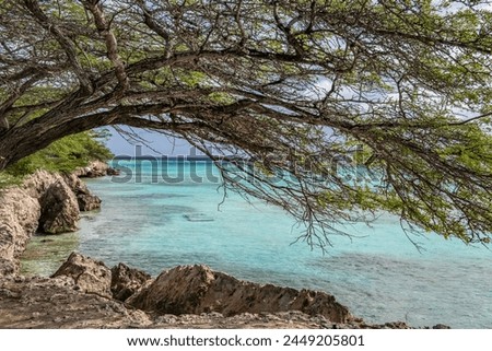 Aruba coast at Mangle Halto with overhanging acacia Royalty-Free Stock Photo #2449205801