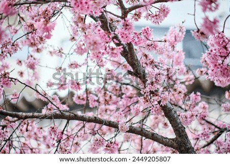 many pink sakura cherry blossom flowers bloom in spring in Japan with blurred background