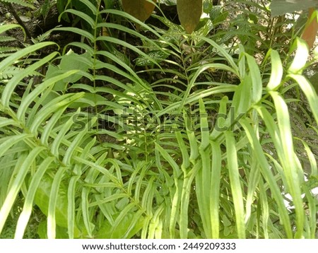 Ferns have the potential as a food source, basic material for handicrafts, ornamental plants, and medicines Royalty-Free Stock Photo #2449209333