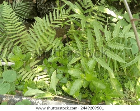Ferns have the potential as a food source, basic material for handicrafts, ornamental plants, and medicines Royalty-Free Stock Photo #2449209501