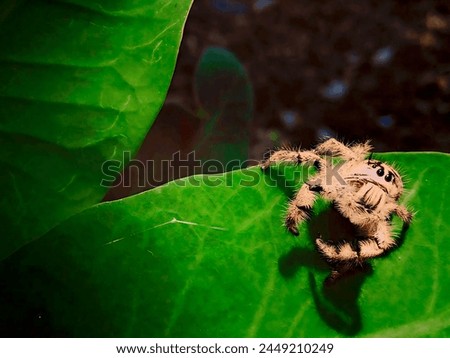 Small spider, perched on a green leaf.
