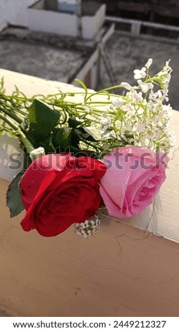 Red and pink roses picture 