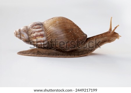 Land snail or Lissachatina fulica, belonging to the Achatinidae family isolated on white background with mollusk coming out of shell