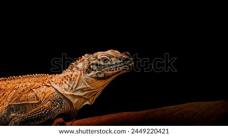 This picture taken at Zoo Negara Malaysia. It is the green aguana, also known as the American Iguana or the common green iguana. Mostly herbivorous apecias of lizard of gensus Iguana.  Royalty-Free Stock Photo #2449220421