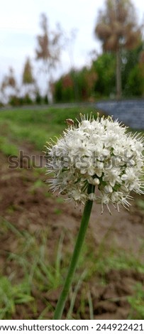Flower and Seeds of the Onion 