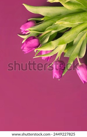 Tongue fresh tulips usually considered as innocence flowers and are an extremely pleasant surprise when we give them just without a chance. On wooden background. Tulips on old boards, spring concept. 