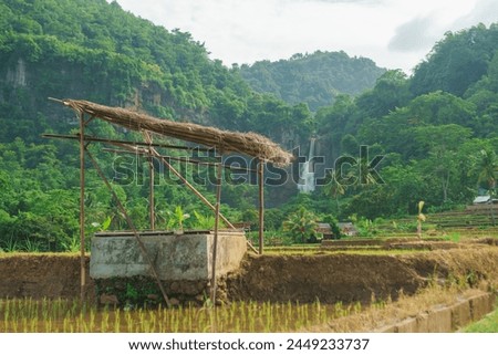 rice field with waterfall background