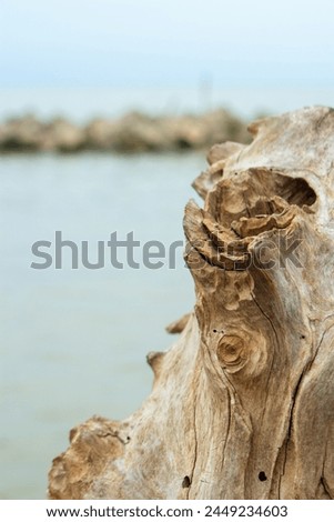 texture of the log in beside of beach with natural light