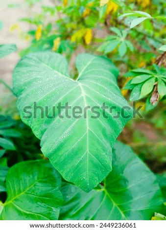 Large taro leaves that have water on the surface of the leaves