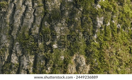 Moss Texture In Nature. Beautiful Background Of Moss. Tree Whose Bark Is Covered With Green Moss.