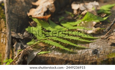 Fallen Trees Of Virgin Forest. Old Stump Covered With Moss. Wildlife. Gimbal Shot. Royalty-Free Stock Photo #2449236915