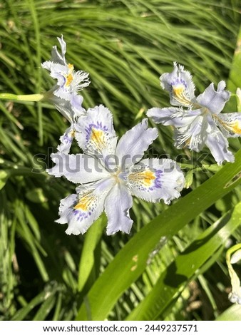 Iris japonica, or known as fringed iris, shaga and butterfly flower, a native flower of China and Japan. It has a signature blue, white, and yellow petal pattern. Taken at Shanghai Zoo, China Royalty-Free Stock Photo #2449237571