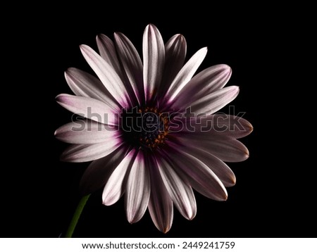 African daisy as rose-colored desktop wallpaper Royalty-Free Stock Photo #2449241759