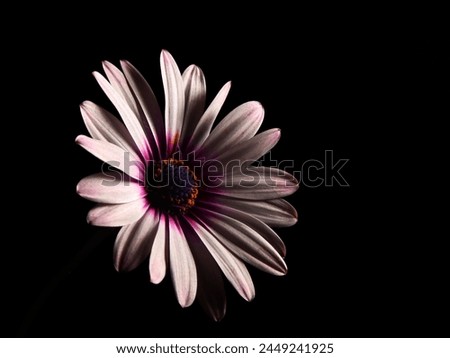 African daisy as rose-colored desktop wallpaper Royalty-Free Stock Photo #2449241925