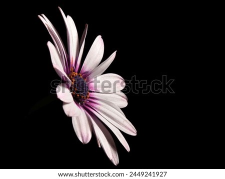 African daisy as rose-colored desktop wallpaper Royalty-Free Stock Photo #2449241927