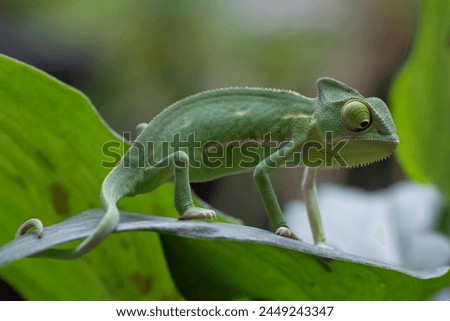 	
Baby veiled chameleon on a tree branch	

