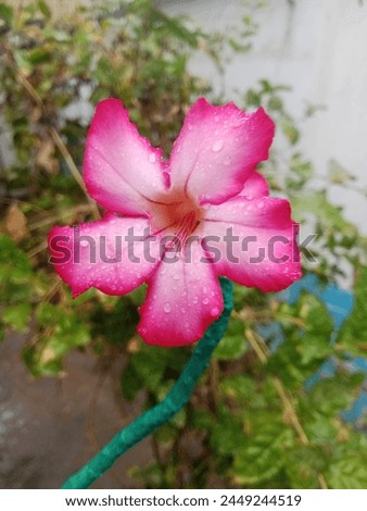 You have never seen the first rain of spring, that too on a desert rose like this before.
location. Karachi Pakistan
14 April 2024 Royalty-Free Stock Photo #2449244519