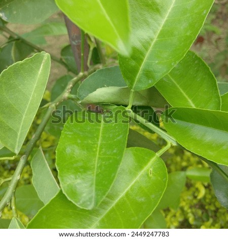 The picture show a cluster of lemon leaves. The vibrant green color, the glossy topside contrasting with the matte underside, and the pointed oval shape with finely serrated edges.