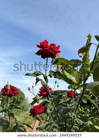 Rose picture that can make you feel relaxed soothing and happening