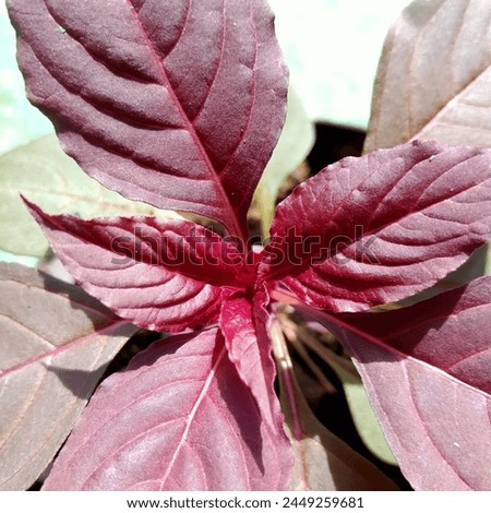 Amaranthus tricolor, a purplish-red plant with a soft texture and fibrous leaves, is grown in pots.
 Royalty-Free Stock Photo #2449259681