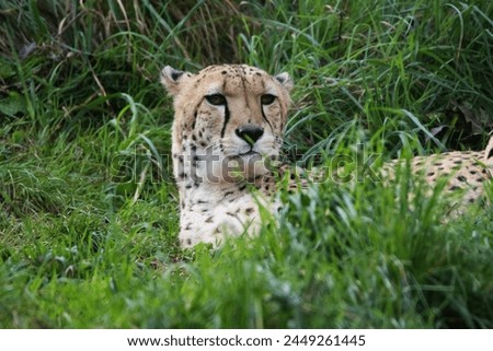Cheetah (Acinonyx jubatus) resting in long grass  isolated on a natural green background in Devon, UK