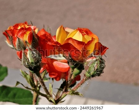 fresh flower picture outdoors , flower background