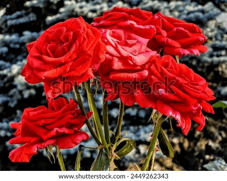 fresh flower picture outdoors , flower background