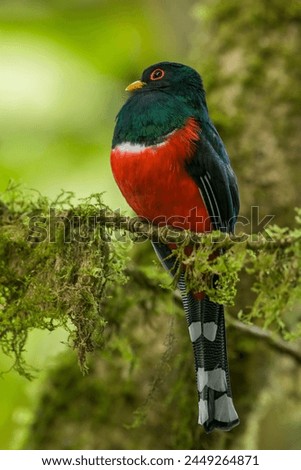 Masked Trogon (Trogon personatus assimilis) perched on a branch in the Tandayapa Valley, Ecuador, South America - stock photo