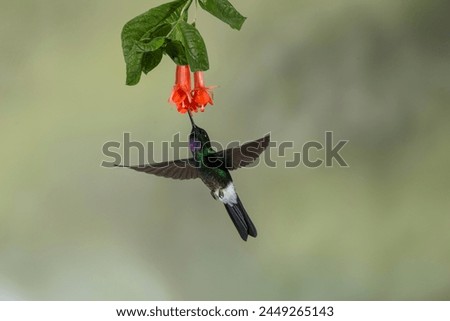 Tourmaline sunangel hummingbird (Heliangelus exortis) Ecuador - stock photo